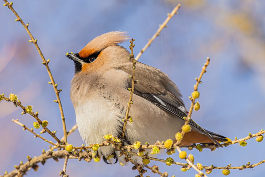 Свиристельная пора - Сергей