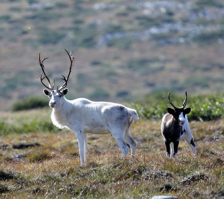 Северный олень - Лариса Ким