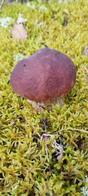 Псковская область, Середкинская волость - Елена (1/7)