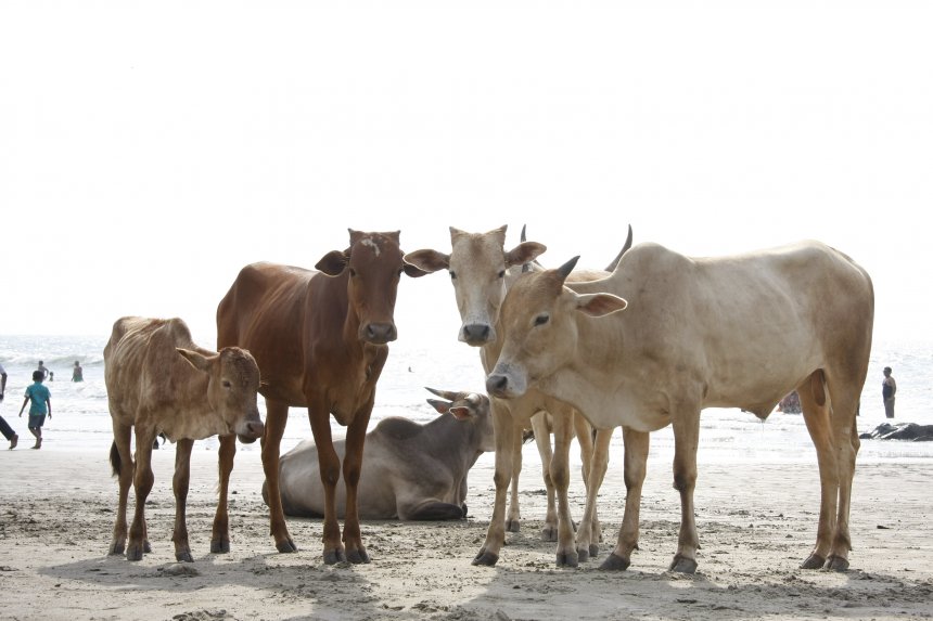 Пляжный сезон - Виктория