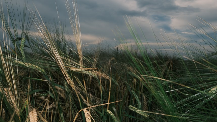 Полюшко / Prairie -  