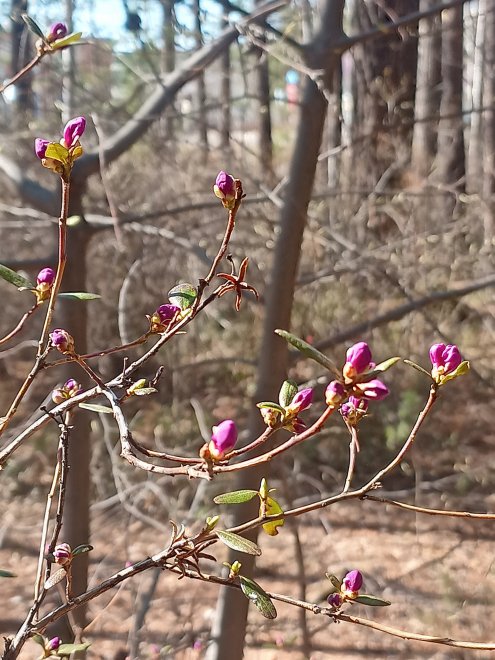 Пробуждение весны. - Оксана Мочалова