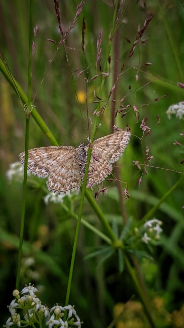 Пяденица - Душа землепашца -  