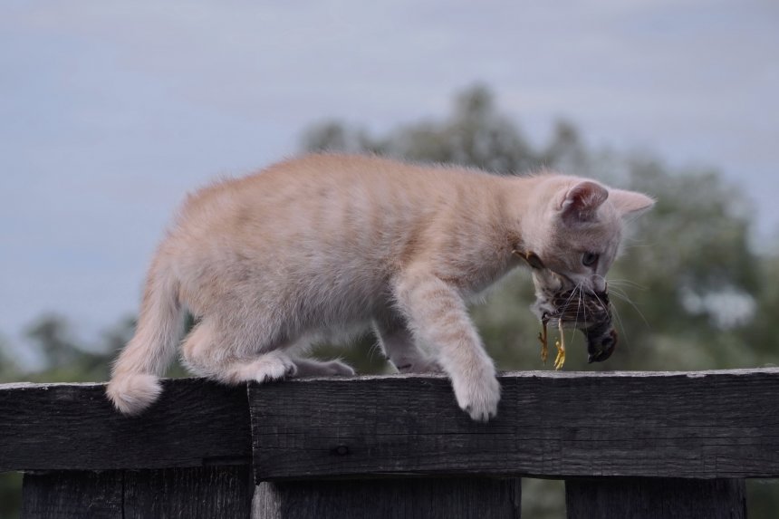 Первый трофей - Алина Алтынбаева