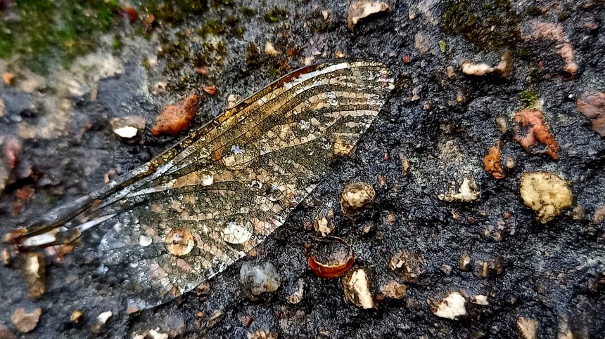 Последний момент жизни -  