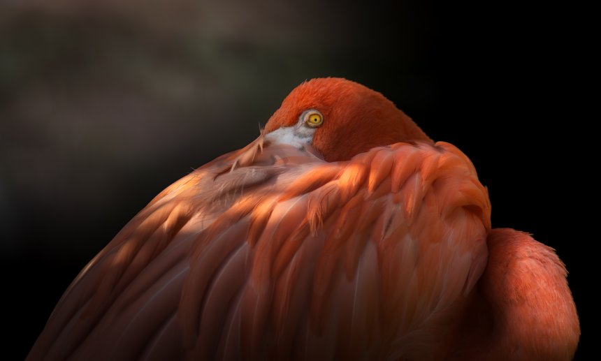 Огненное Фламинго -  