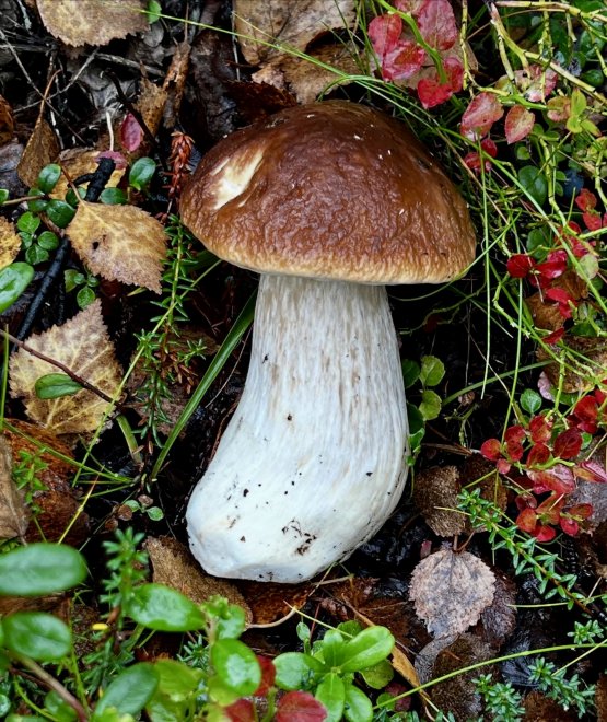 Долгожданная находка.)) -  