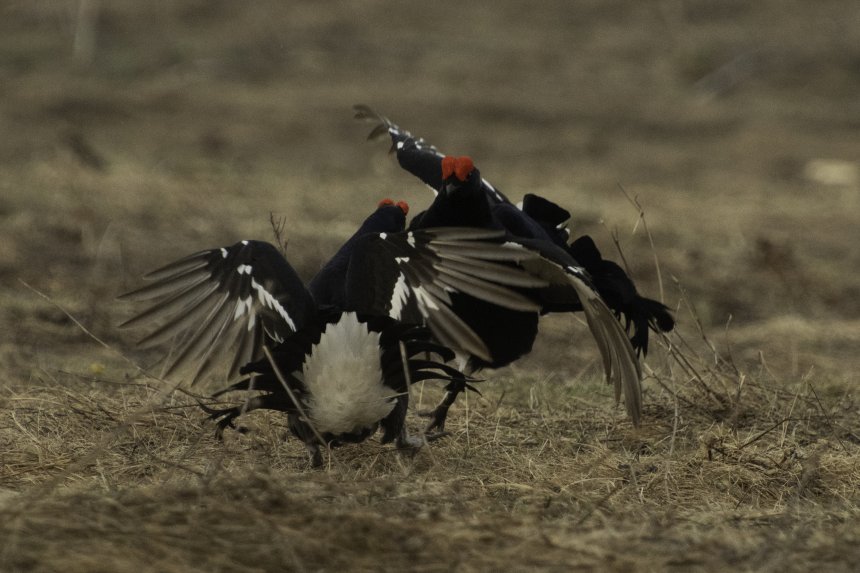 Тетеревиный ток -  