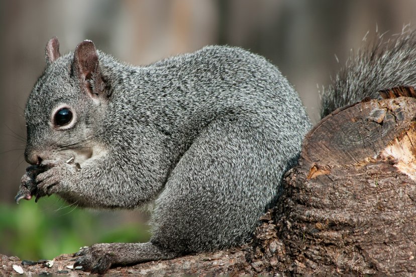 5 незваных гостей: как инвазивные животные меняют природу России