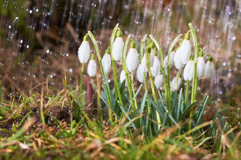 Чем пахнет весна?