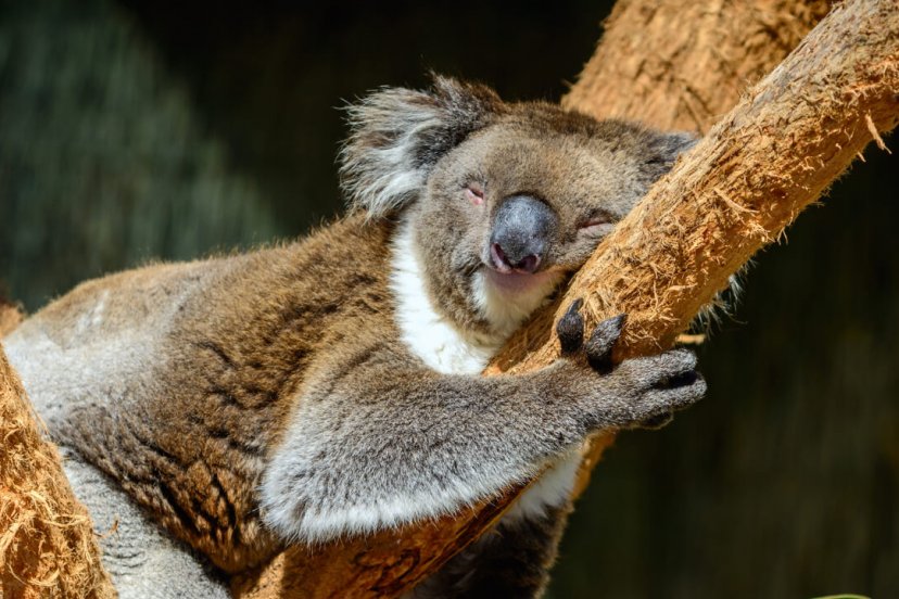 10 животных, которые любят поспать