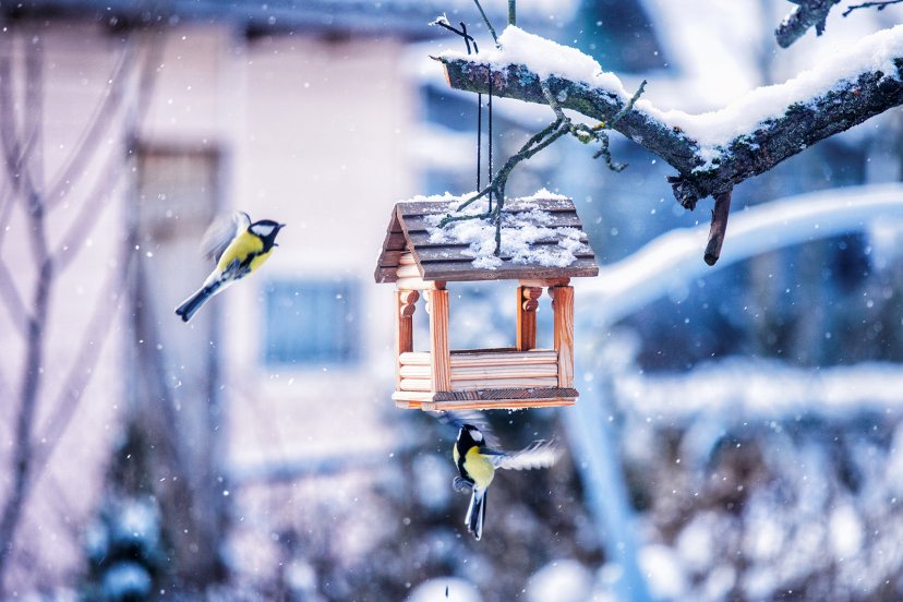 Как сделать кормушку для птиц 