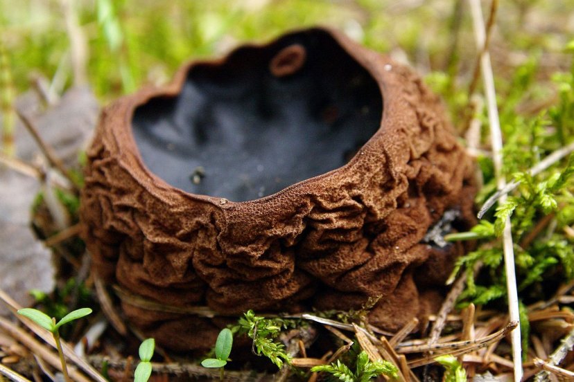 Необычные весенние грибы