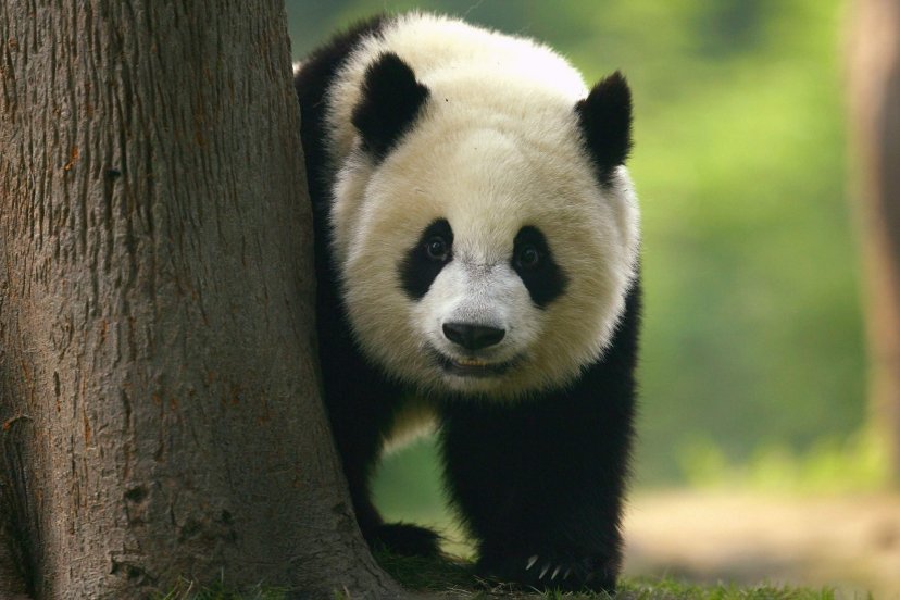 Почему панды принадлежат Китаю