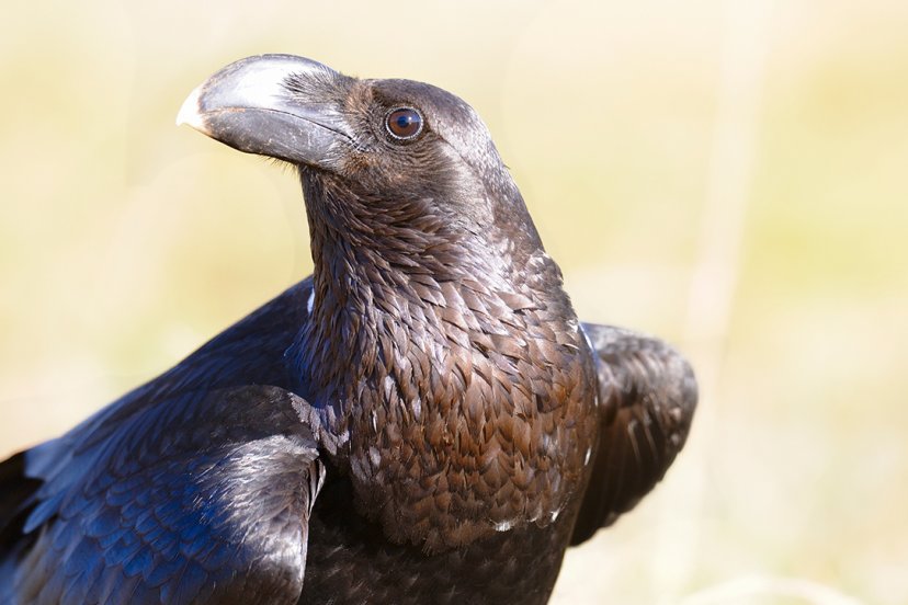Ворон прелестный: в Крыму открыли новый вид доисторических птиц