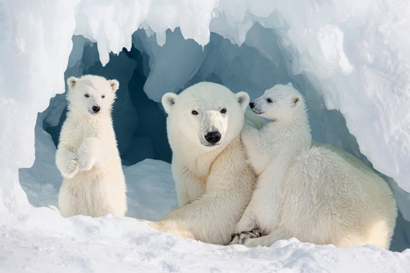 Лучшие из 430 000 кадров