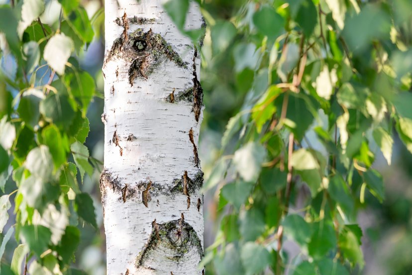 Почему в России  принято собирать березовый сок
