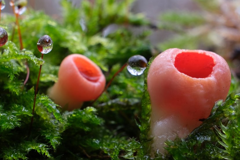 Эльфова чаша: гриб, который появляется весной первым