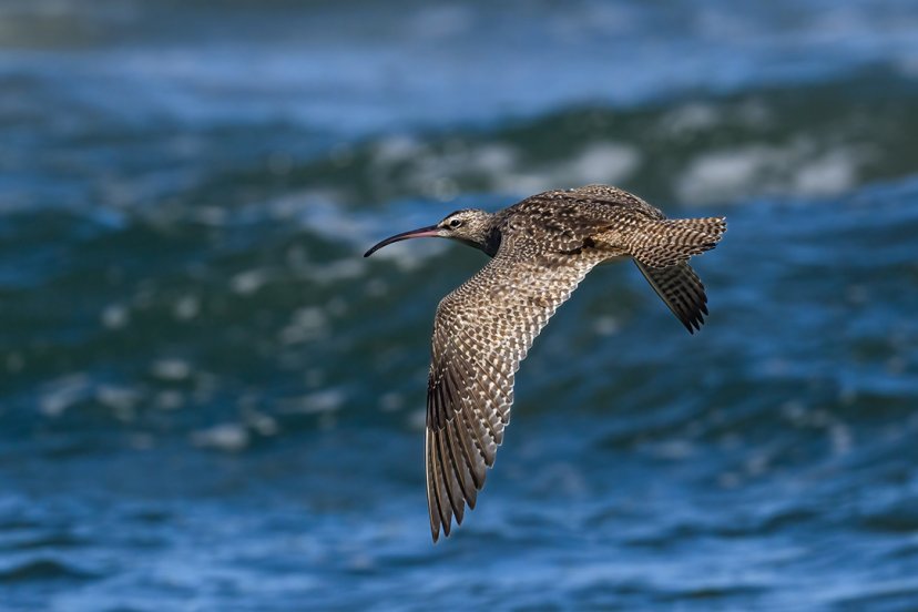 Птицы-рекордсмены